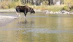 Montana Fishing Vacations, Montana Angler