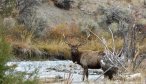 Montana Fly Fishing, Montana Angler