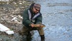 Brown on the Gallatin River