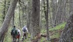 hiking through woods