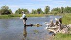 brown trout fishing