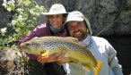 big brown trout