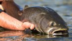 Releasing a Taimen