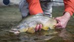 Brown trout on mouse