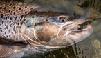 Tierra Del Fuego fishing trip