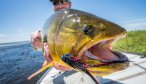 argentina golden dorado