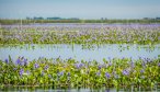 Ibera Marsh