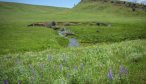 small stream fly fishing