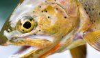 Yellowstone River Cutthroat