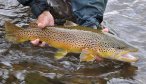 trophy brown trout