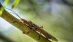 Salmon flies