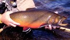 Labrador brook trout