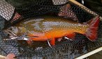 Trophy Labrador Brook Trout