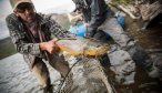 big brown trout