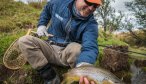 nice spring creek brown trout