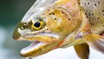 Wild Cutthroat trout