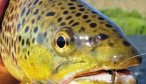 Montana Fly Fishing Trips, Montana Fishing Guides