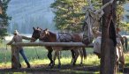 Fly Fishing Montana, Montana Angler