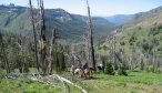 Montana Angler, Montana Fly Fishing