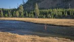 YNP Madison River fishing