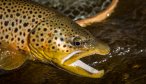 nice brown trout