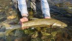 Montana Bull Trout