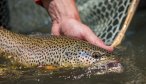 brown trout release