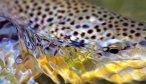 Smith River Brown Trout