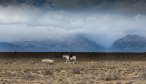 Argentina fishing lodges