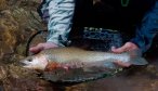 South Fork Flathead