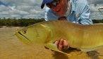 Fly Fishing in Brazil