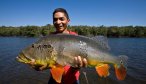 Peacock Bass in the Amazon