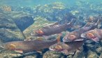 Yellowstone Fishing Guides