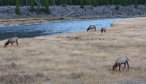 Fishing Yellowstone Park