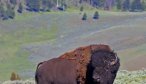 Yellowstone Park Fishing