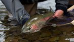 Montana Angler Fly Fishing Travel