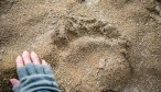 Alaska Brown Bear print