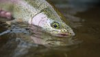 Rainbow Trout Alaska