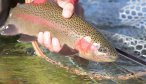 fly fishing yellowstone national park