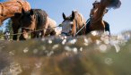 horses in Montana