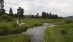 montana fishing