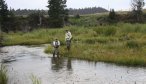 messelshell fly fishing