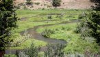 montana trout fishing