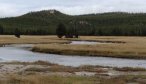 trout guides montana