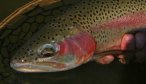 fly fishing for trout in montana