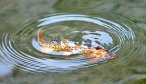 creek trout