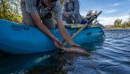 Fly Fishing in Montana