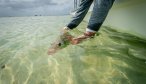 snook release