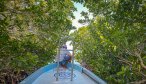 mangrove tunnel