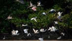 Amazon birds in flight